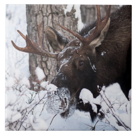 冷ややかなムース タイル (正面)