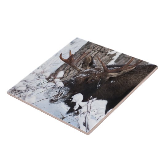 冷ややかなムース タイル (側面)