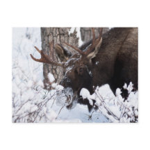 冷ややかなムース