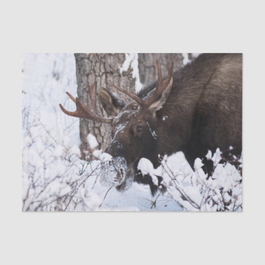 冷ややかなムース 薄葉紙 (正面)