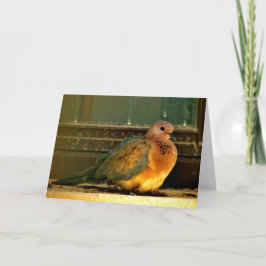 冷ややかな鳩 カード