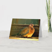 冷ややかな鳩 カード (正面)