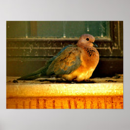 冷ややかな鳩 ポスター