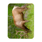 冷凍機マグネットイエローストーンエルク マグネット (縦)