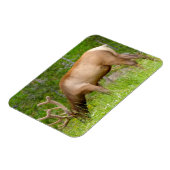 冷凍機マグネットイエローストーンエルク マグネット (左側)