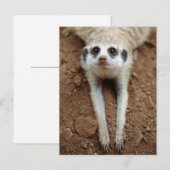 冷却するMeerkat (Suricata Suricatta) ポストカード (正面/裏面)