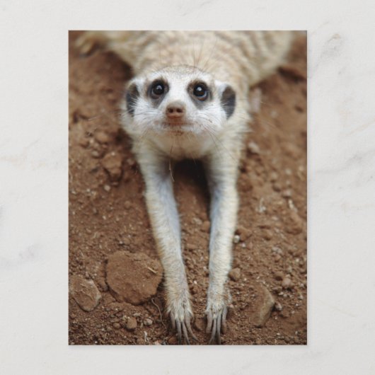 冷却するMeerkat (Suricata Suricatta) ポストカード (正面)