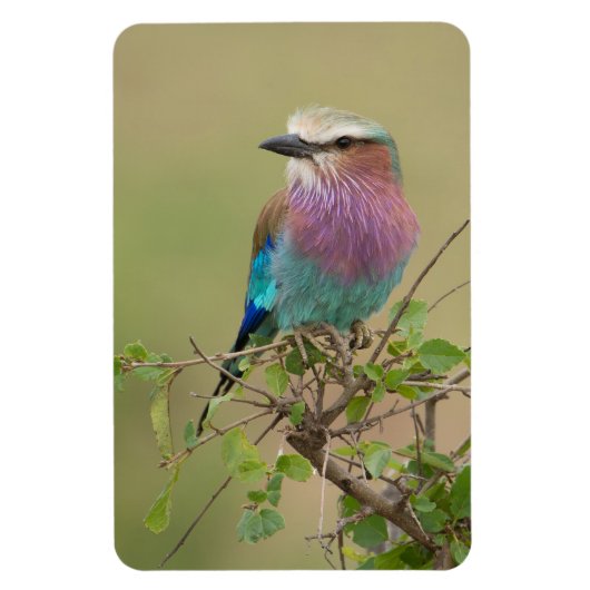 冷蔵庫マグネットあなたの写真テンプレート4 x 6 マグネット (縦)