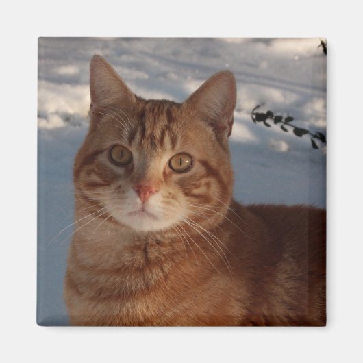 冷蔵庫子猫 マグネット (正面)