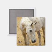 冷蔵庫磁石「レスター」 マグネット (正面/裏面)