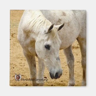 冷蔵庫磁石「レスター」 マグネット