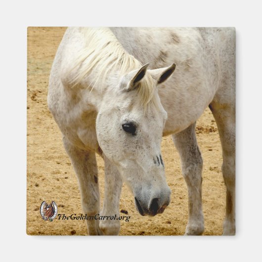 冷蔵庫磁石「レスター」 マグネット (正面)