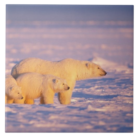 凍った北極海に春の子グマと一緒にいるホッキョクグマの母 タイル (正面)