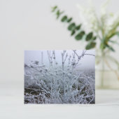 凍った植物の冬景色 ポストカード (スタンド正面)
