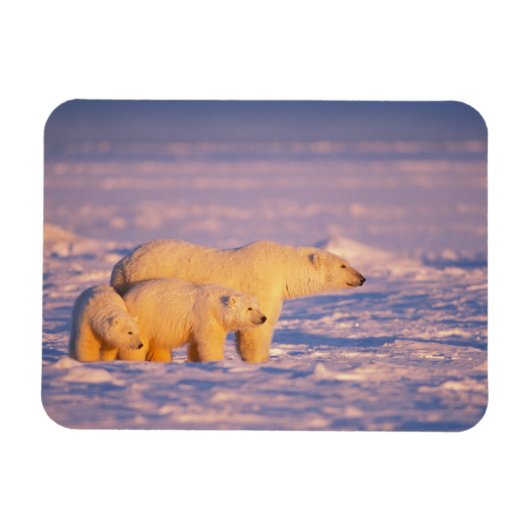 凍った海上の春の子グマとホッキョクグマの母熊 マグネット (横)