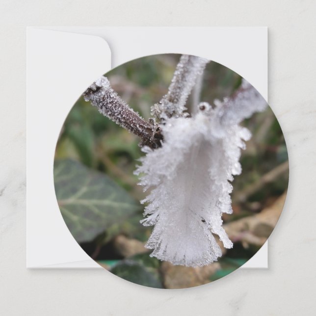 凍ってい羽 (正面)