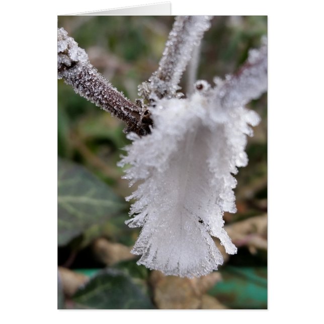 凍ってい羽 (正面)