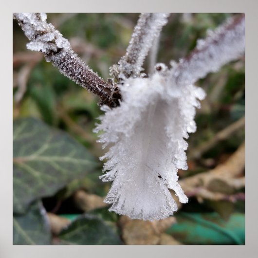 凍ってい羽 ポスター (正面)