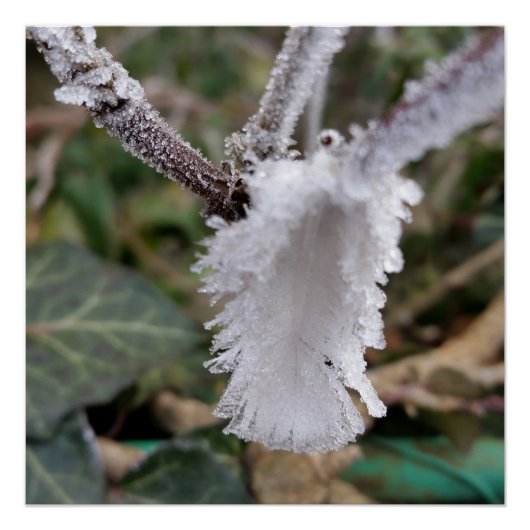 凍ってい羽 ポスター (正面)