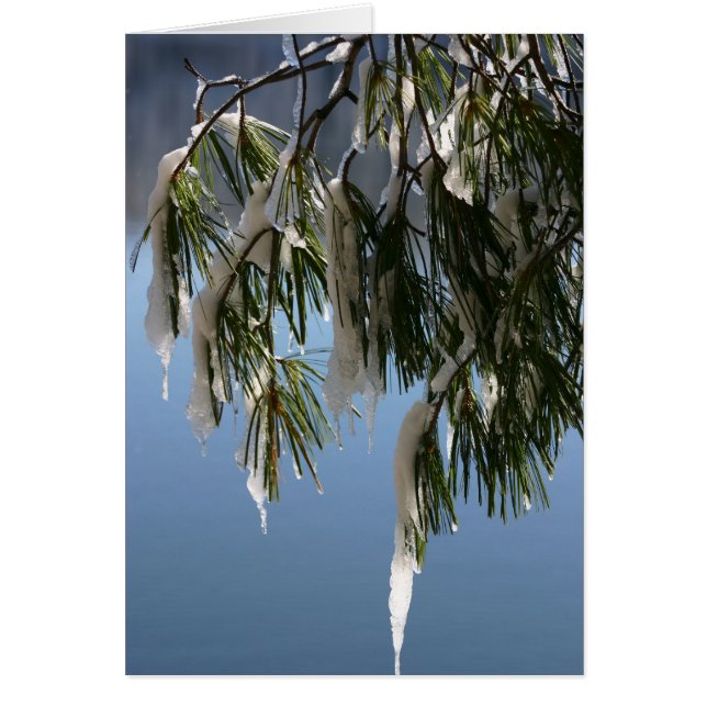 凍結する枝 (正面)