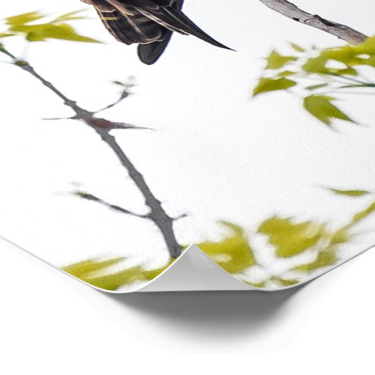 凝視オスプレイ ポスター (角)