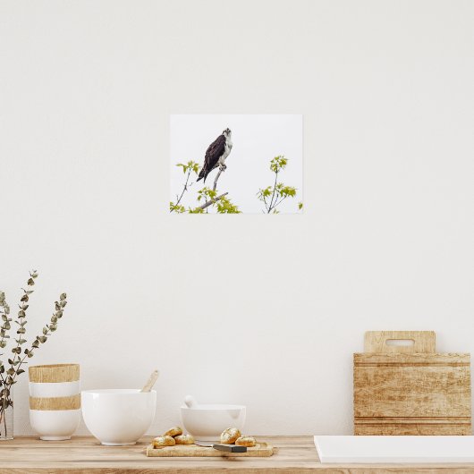 凝視オスプレイ ポスター (キッチン)