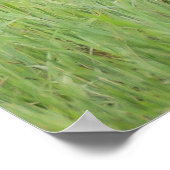 凝視ブラウンコヨーテ ポスター (角)