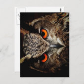凶暴なフクロウ ポストカード (正面/裏面)