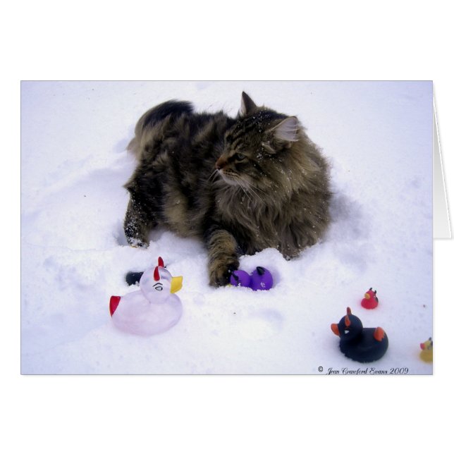 凶暴な雪猫 (正面横)