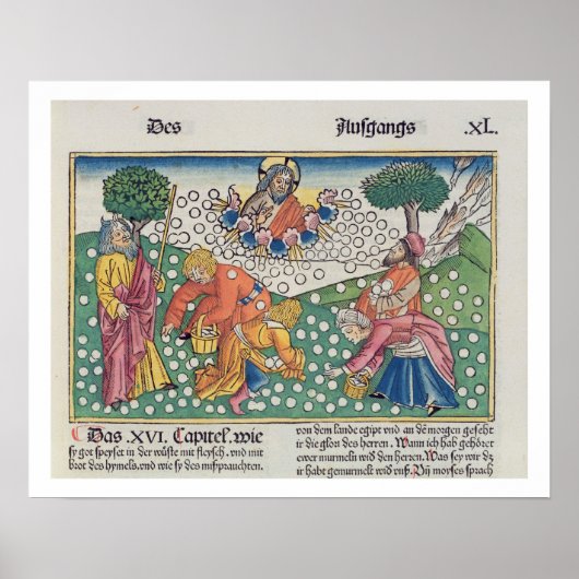 出エジプト16 13-22神はウズラとマナを与える ポスター (正面)