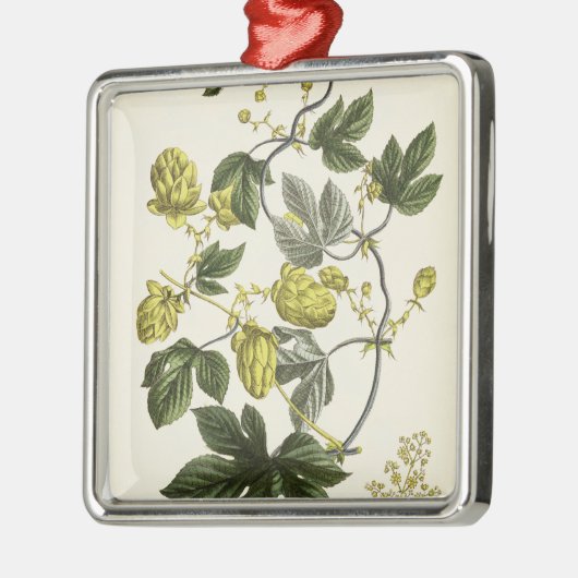 出版される「若いLandsman」からのホップのつるは、竸います メタルオーナメント (左)