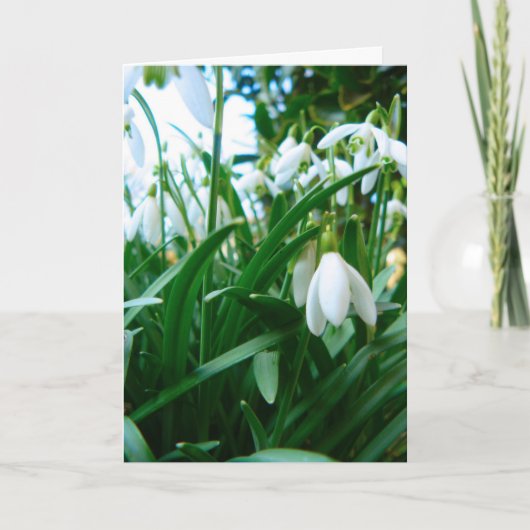 出現 カード (正面)