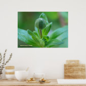 出芽春 ポスター (キッチン)