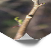 出芽樹枝ポスター ポスター (角)