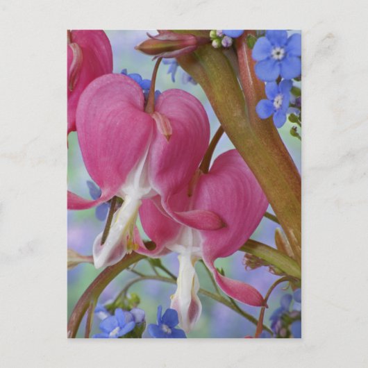 出血しているハートとブルネラジャックの詳細 ポストカード (正面)