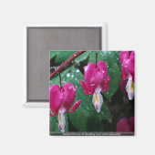 出血しているハート植物と水のいくつかの花 マグネット (正面/裏面)