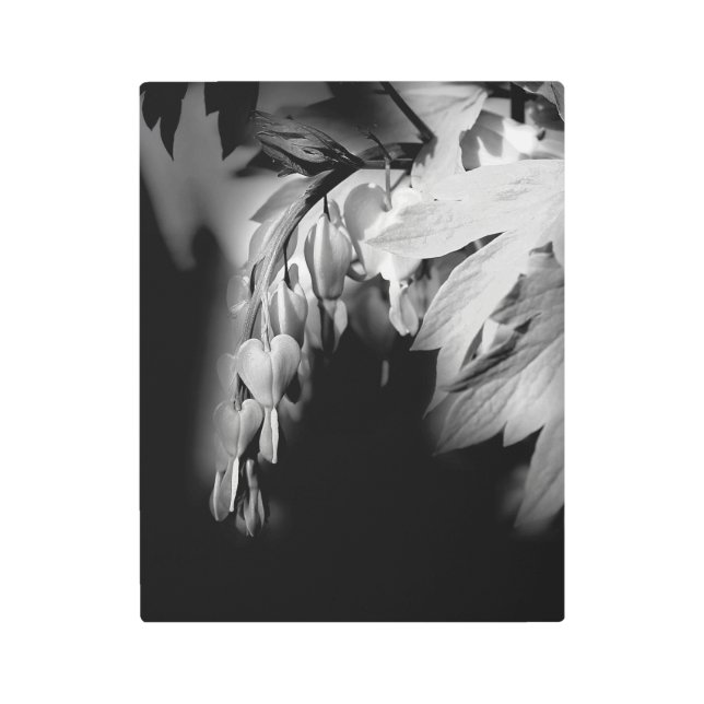 出血するハートの花（白黒） メタルプリント (正面)