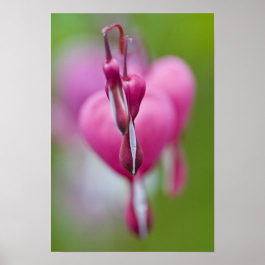 出血の劇的な色と形ハート ポスター (正面)