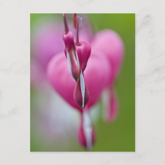 出血の劇的な色と形ハート ポストカード (正面)