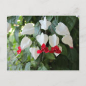 出血ハート植物性フローラ写真 ポストカード (正面)