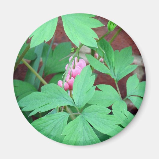 出血ハート科 マグネット (正面)