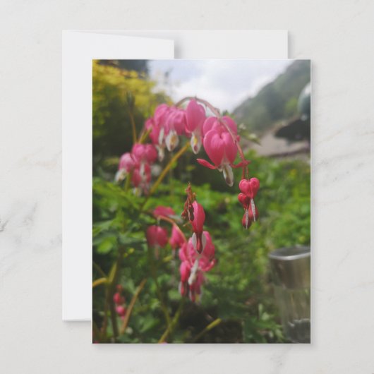 出血ハート花 (正面)