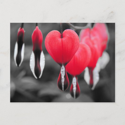 出血ハート花 ポストカード (正面)
