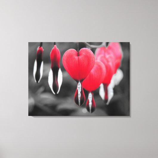 出血ハート花：赤いカラスプラッシュ キャンバスプリント (正面)