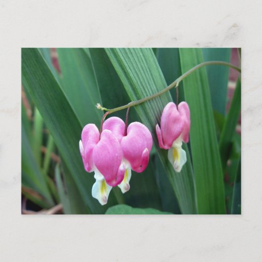 出血ハート ポストカード (正面)