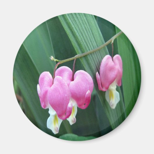 出血ハート マグネット (正面)