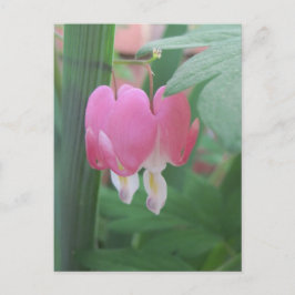 出血ハート～二つのハートを1つとして ポストカード