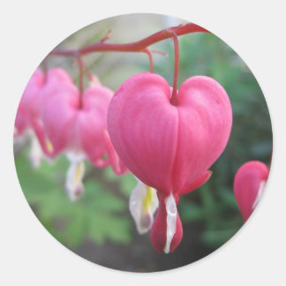 出血ハート(Dicentra) ラウンドシール
