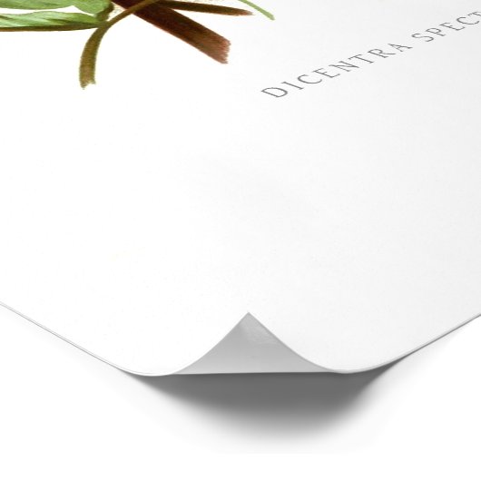 出血ハート(Dicentra spectablis) ポスター (角)