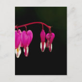 出血 – ハート ポストカード (正面)